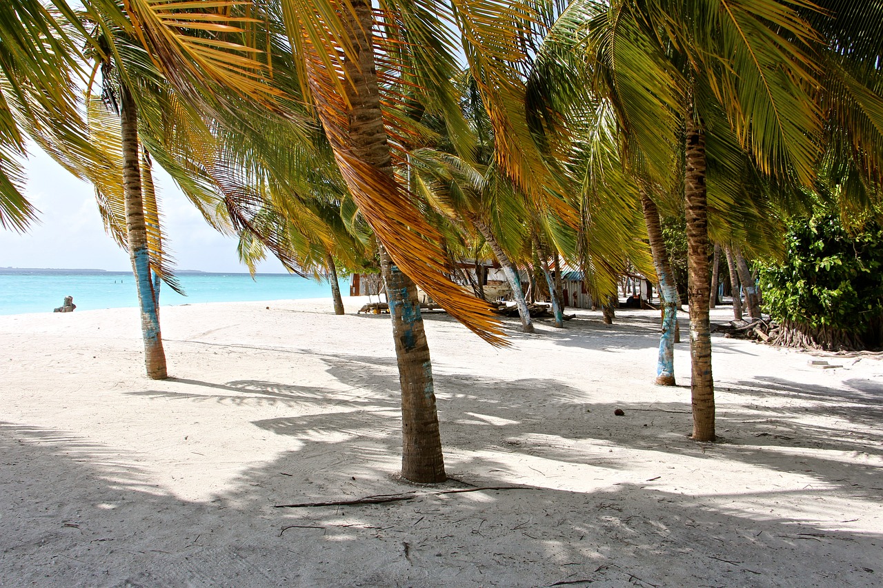 palm trees colorful beach free photo