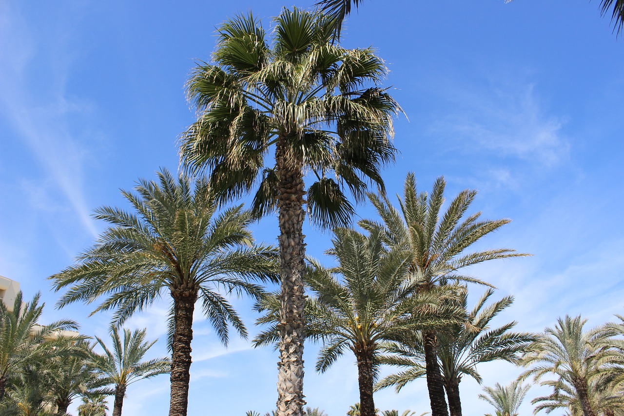 palm trees holiday beach free photo