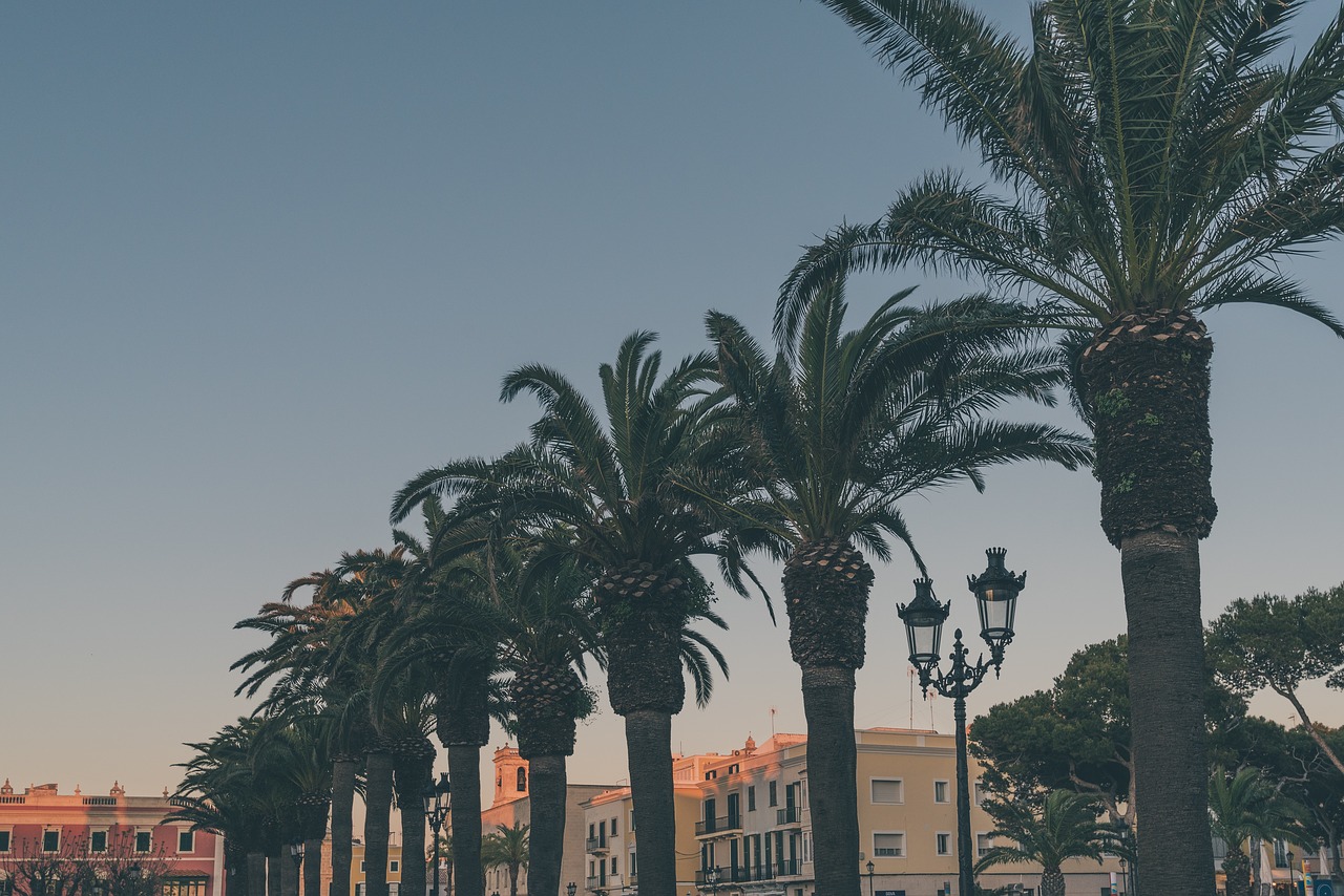 palm trees summer sunset free photo