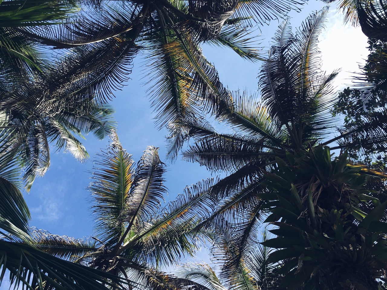 palm trees blue sky free photo