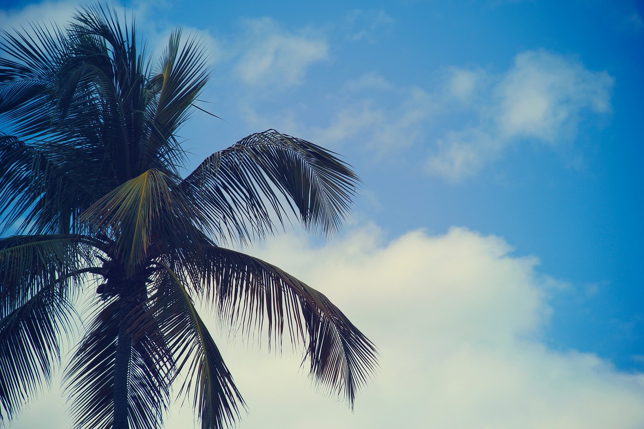 palm trees blue sky free photo