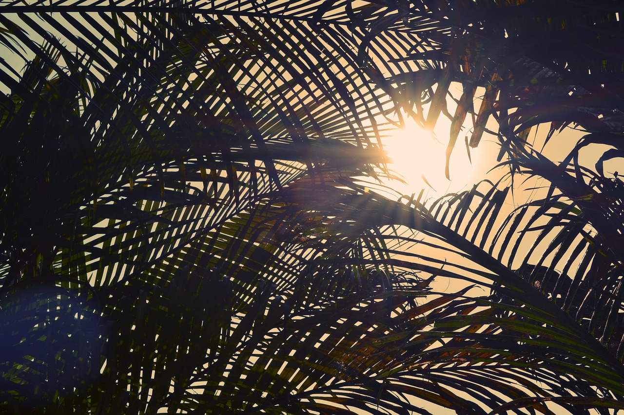 palm trees sunset sky free photo