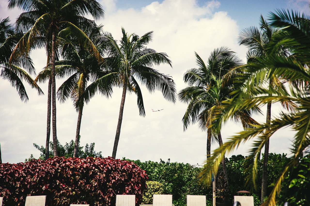 palm trees shrubs lounge chairs free photo