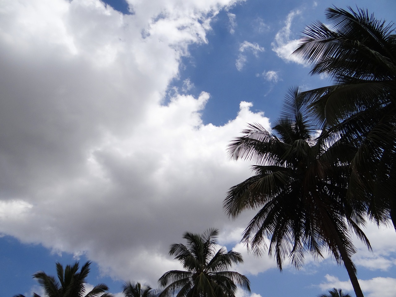 palm trees clouds stratocumulus free photo