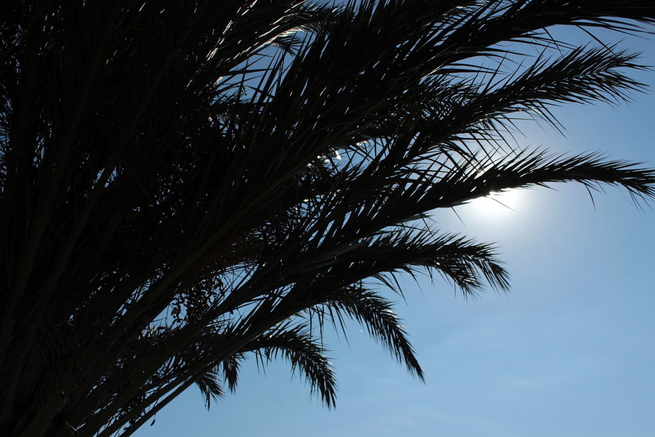 palm trees palm fronds silhouette free photo