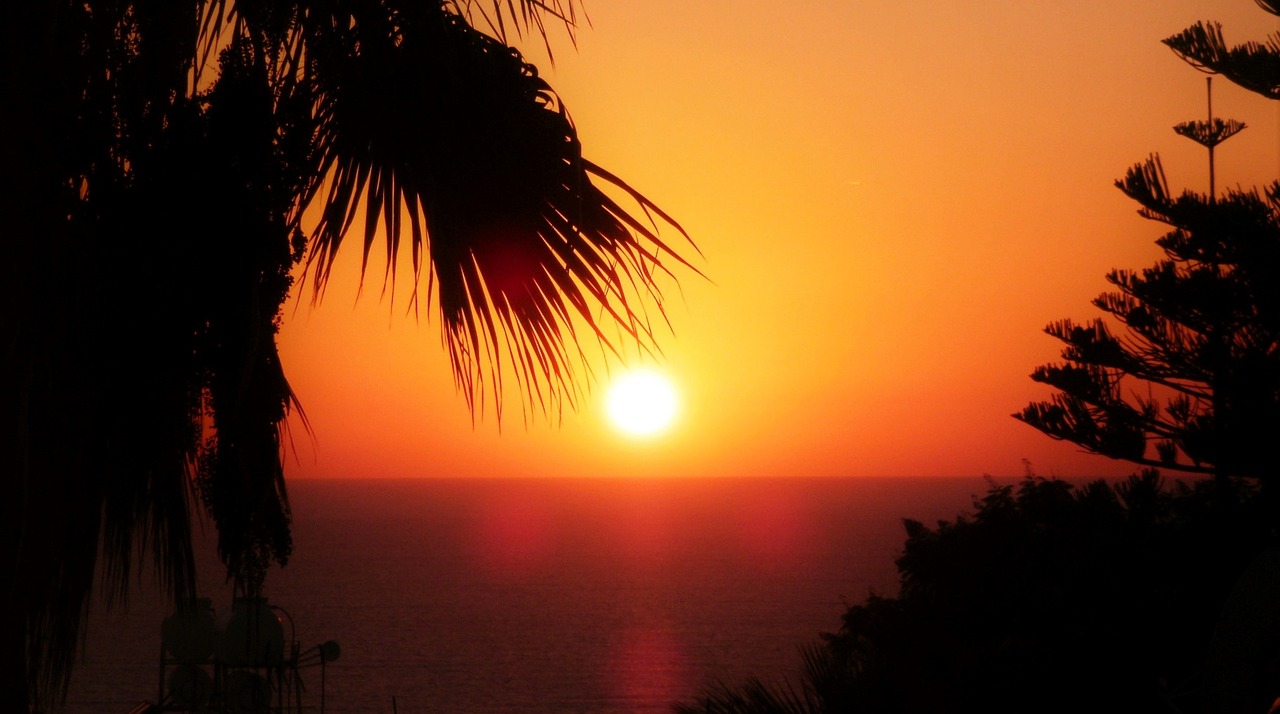 palm trees sunset cyprus free photo