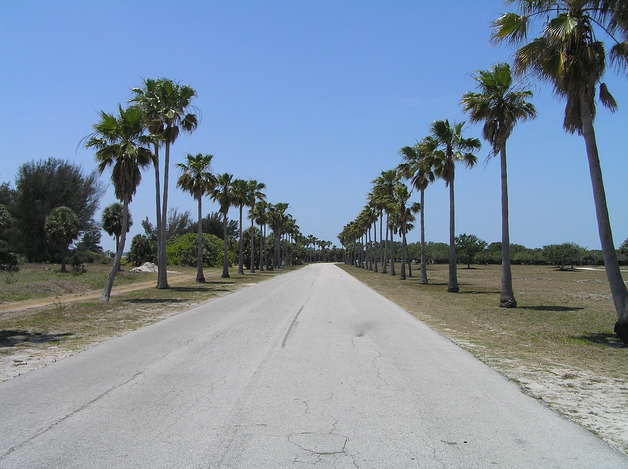 palm trees tropical straight ahead free photo