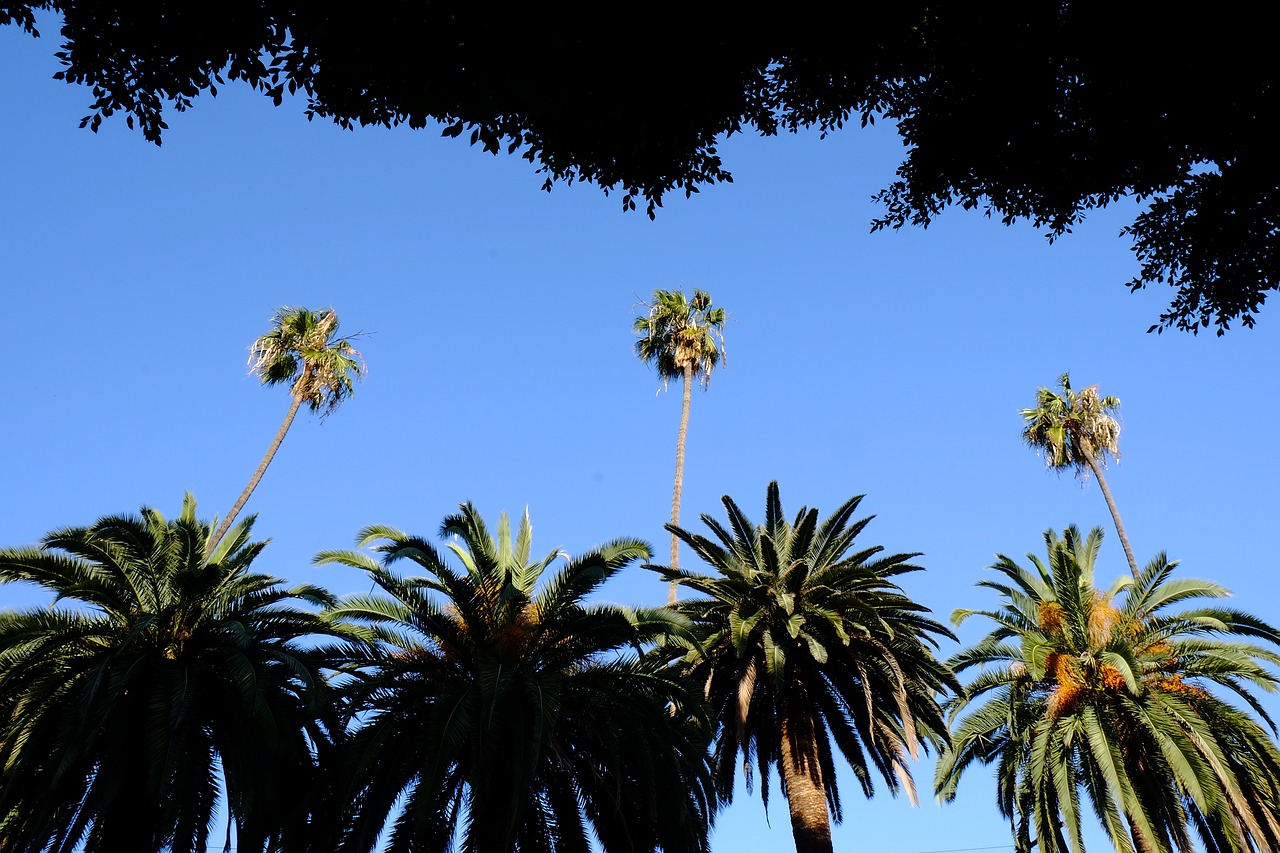 palm trees trees summer free photo