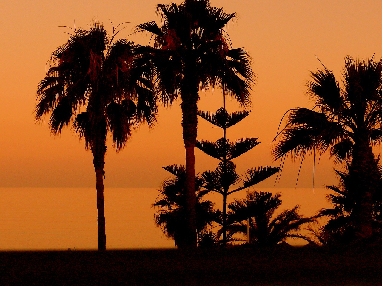 palm trees sunset beach free photo