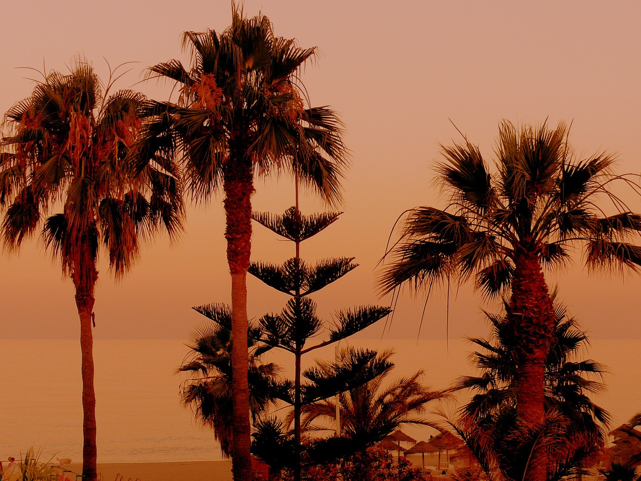 palm trees sunset sand beach free photo