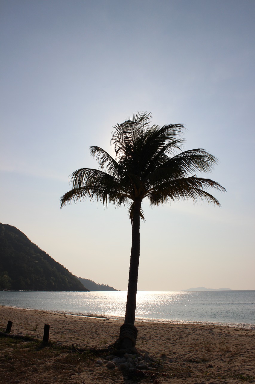 palm trees beach thailand free photo