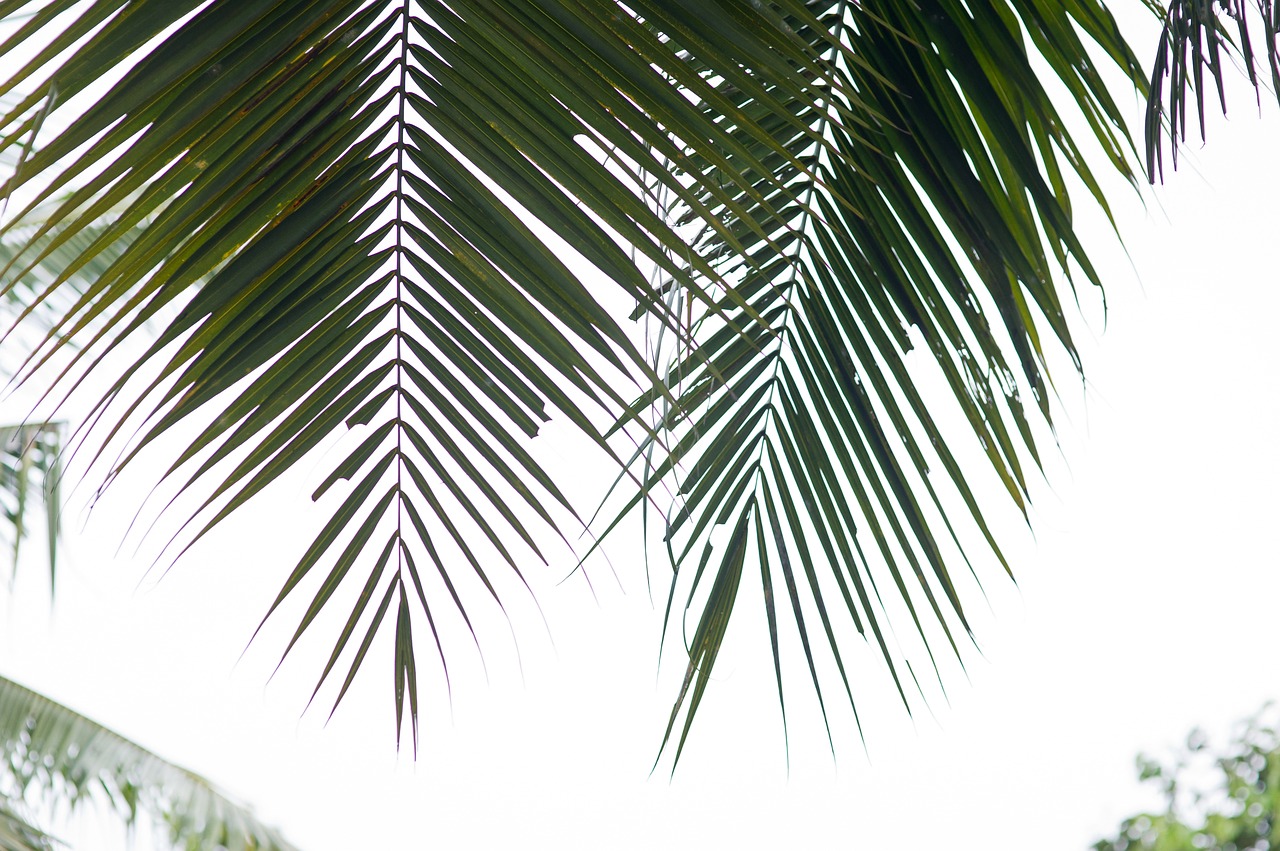 palm trees coconut tree palm leaf free photo