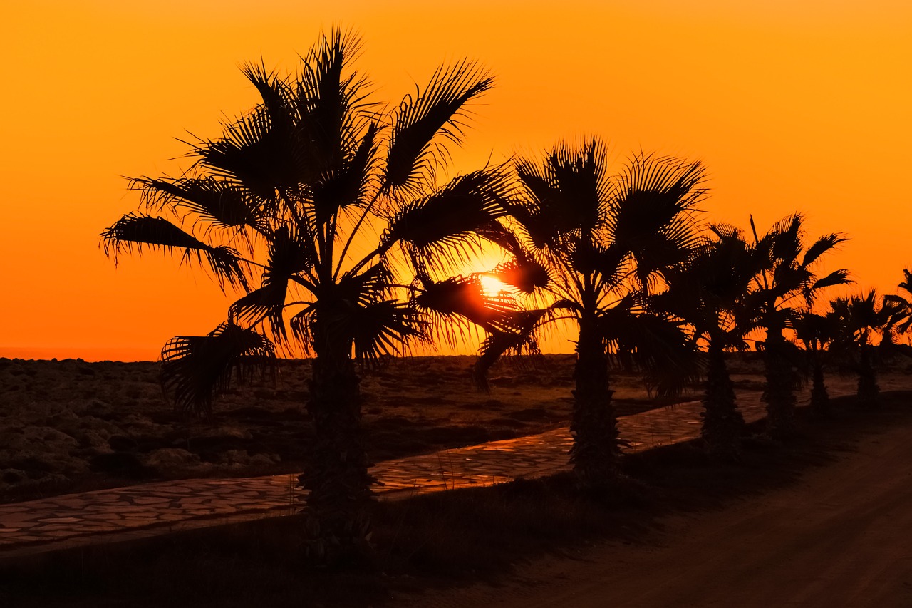 palm trees path sun free photo