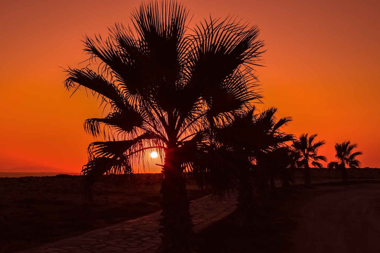 palm trees path sun free photo