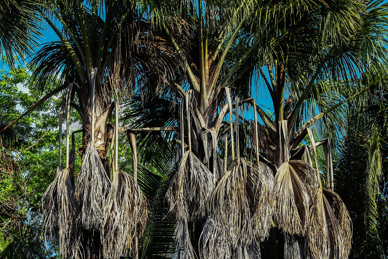palm trees trees nature free photo