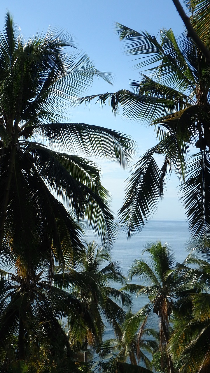 palm trees ocean mayotte free photo