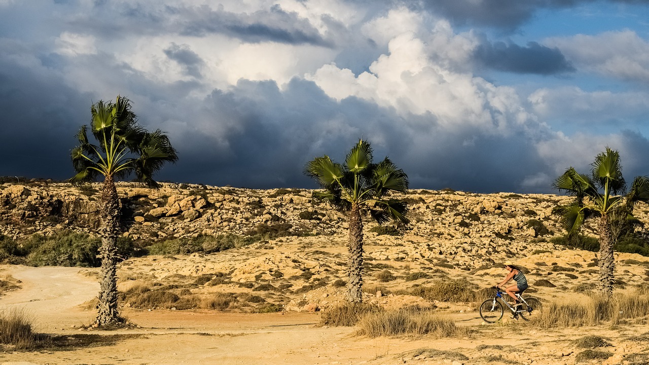 palm trees sky clouds free photo