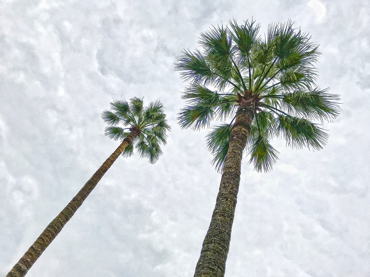palm trees saint tropez france free photo