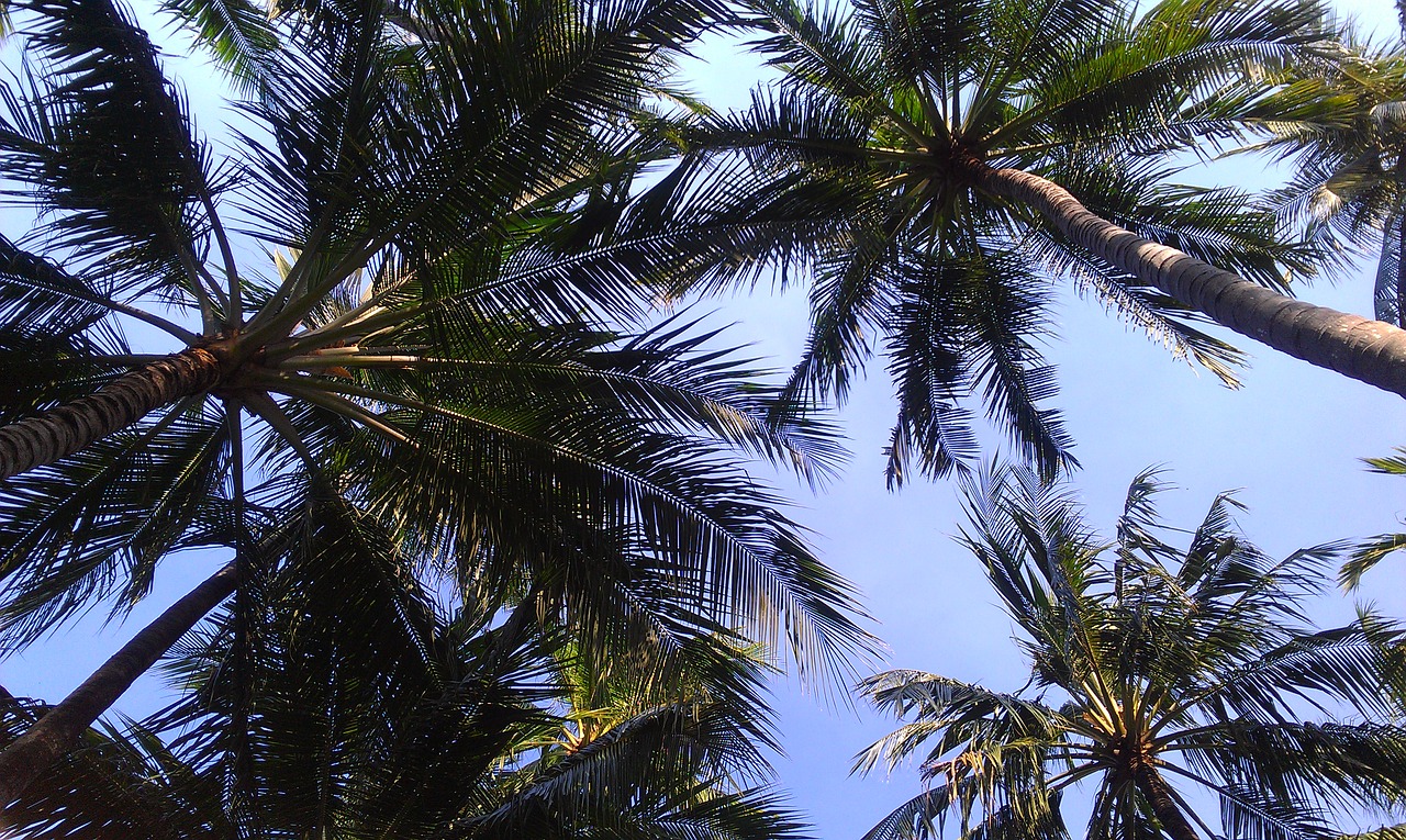 palm trees sky nature free photo