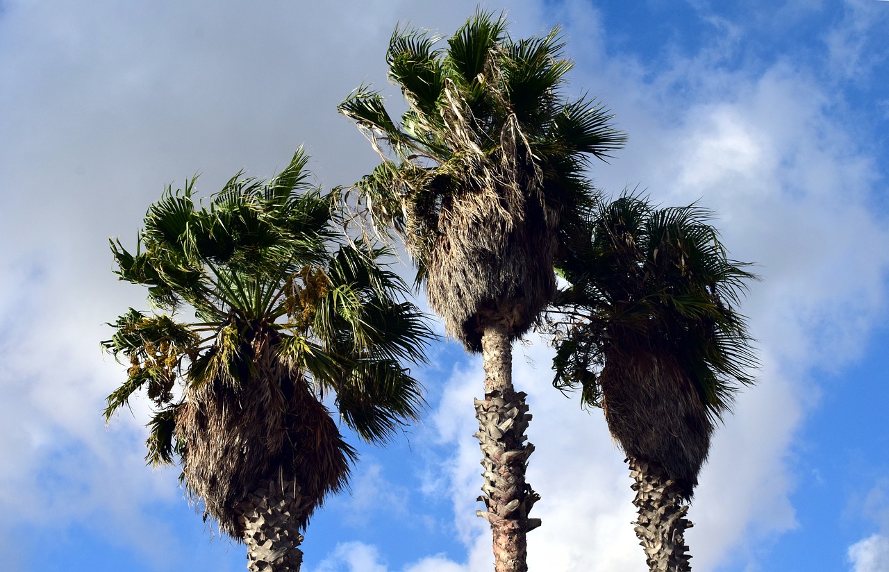 palm trees sky holiday free photo