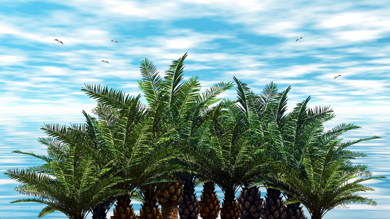 palm trees palms trees free photo