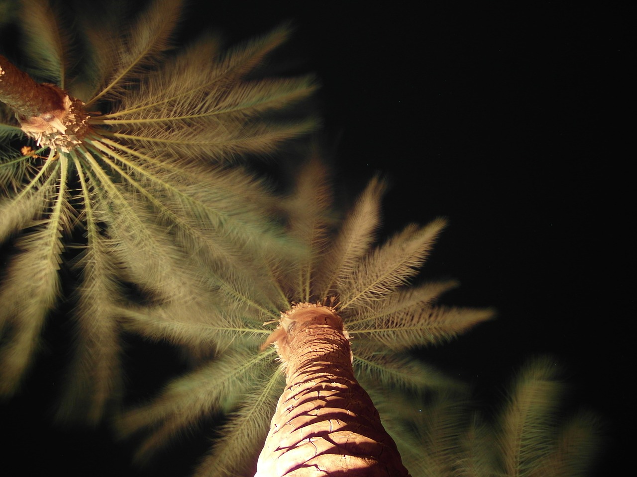 palm trees palm to heaven free photo