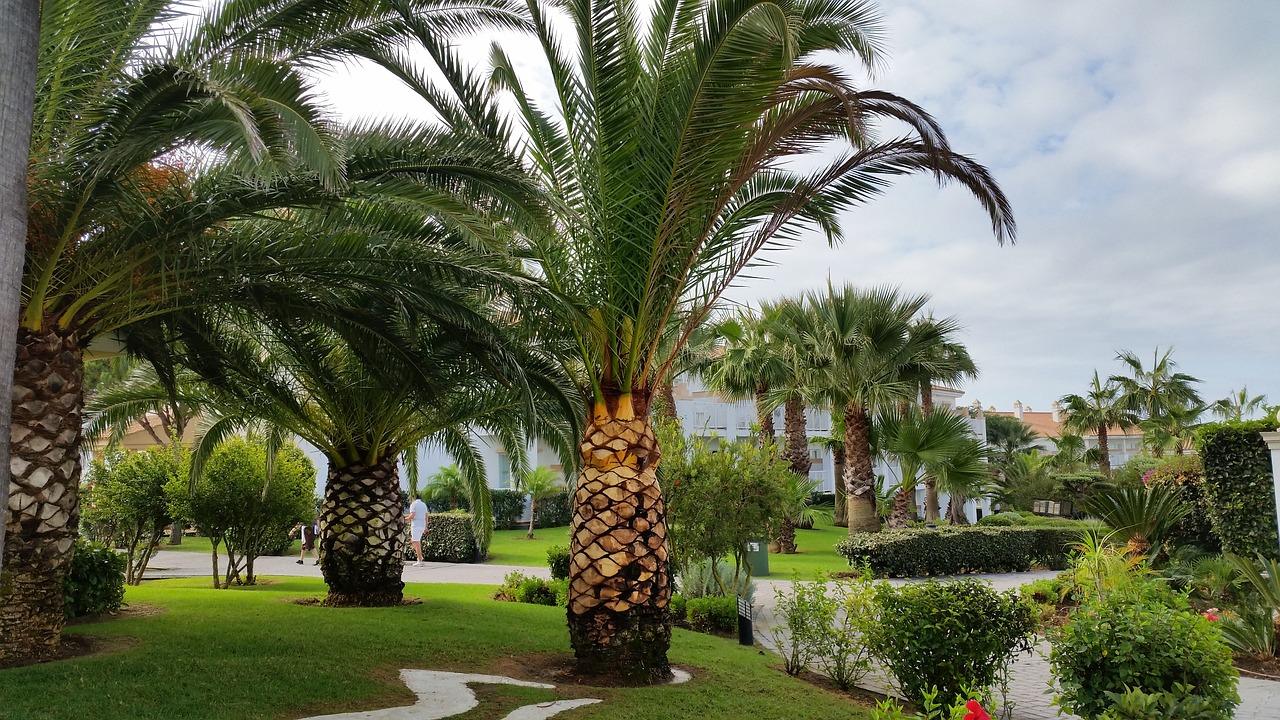 palm trees hotel complex holiday free photo
