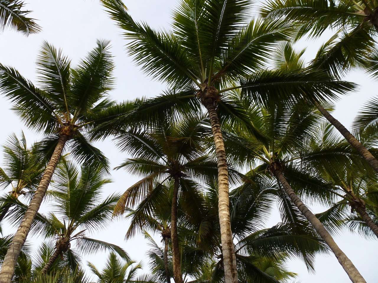 palm trees high hot free photo