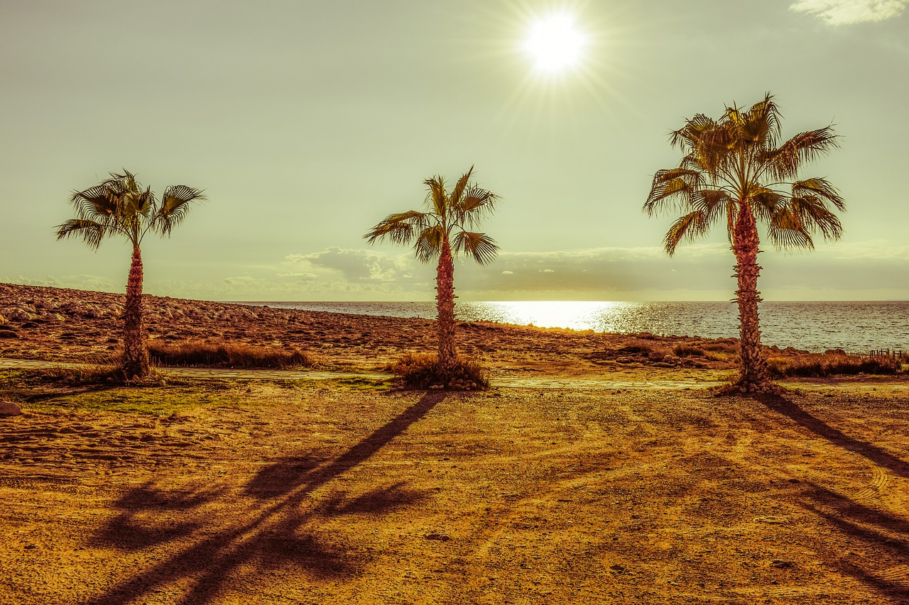 palm trees sun sunlight free photo