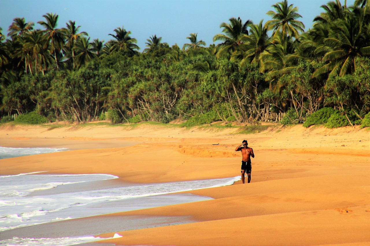 palm trees jogger ocean free photo