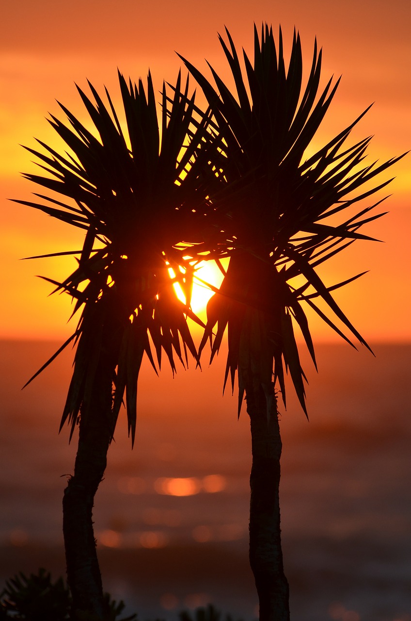 palm trees palms exotic free photo