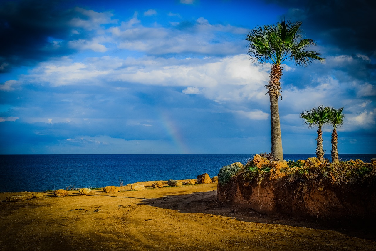 palm trees sky clouds free photo