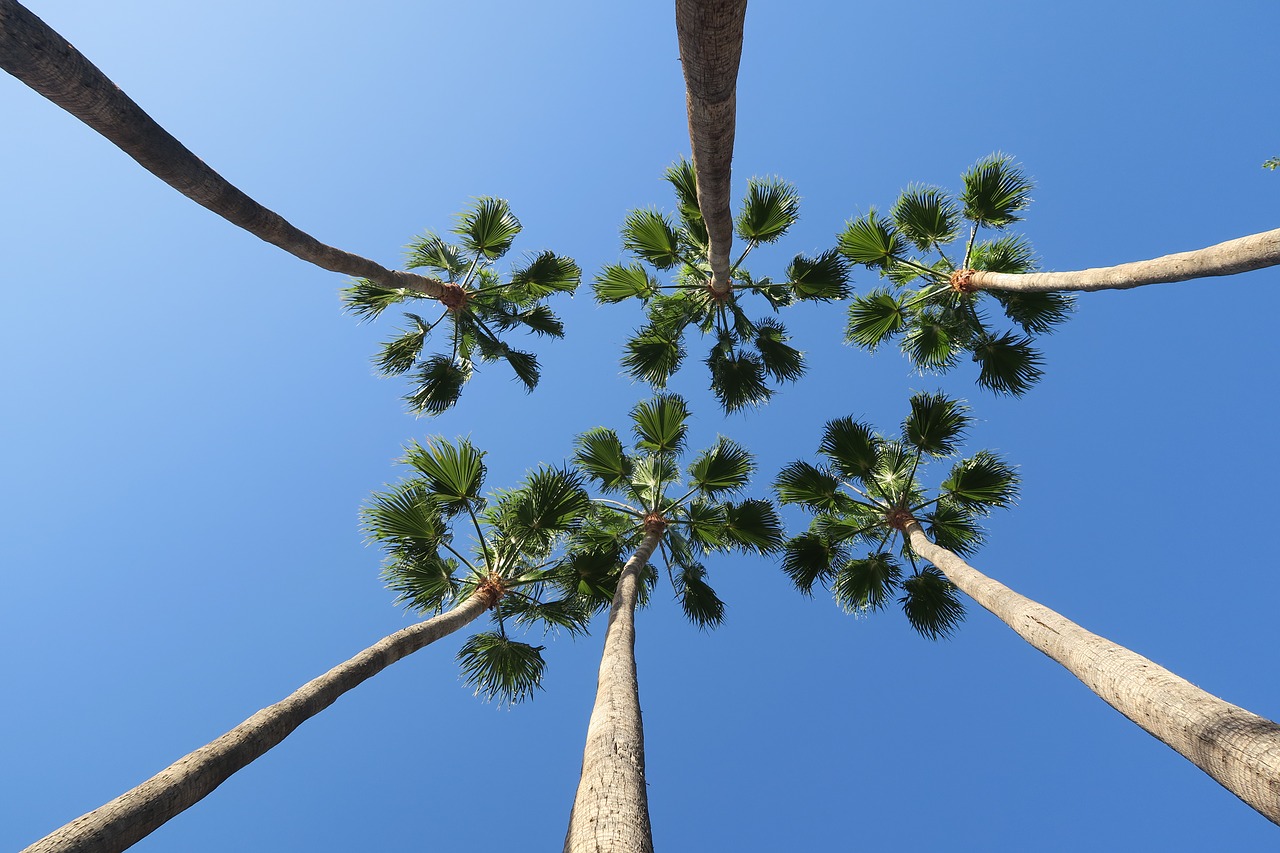 palm trees  blue sky  palm free photo