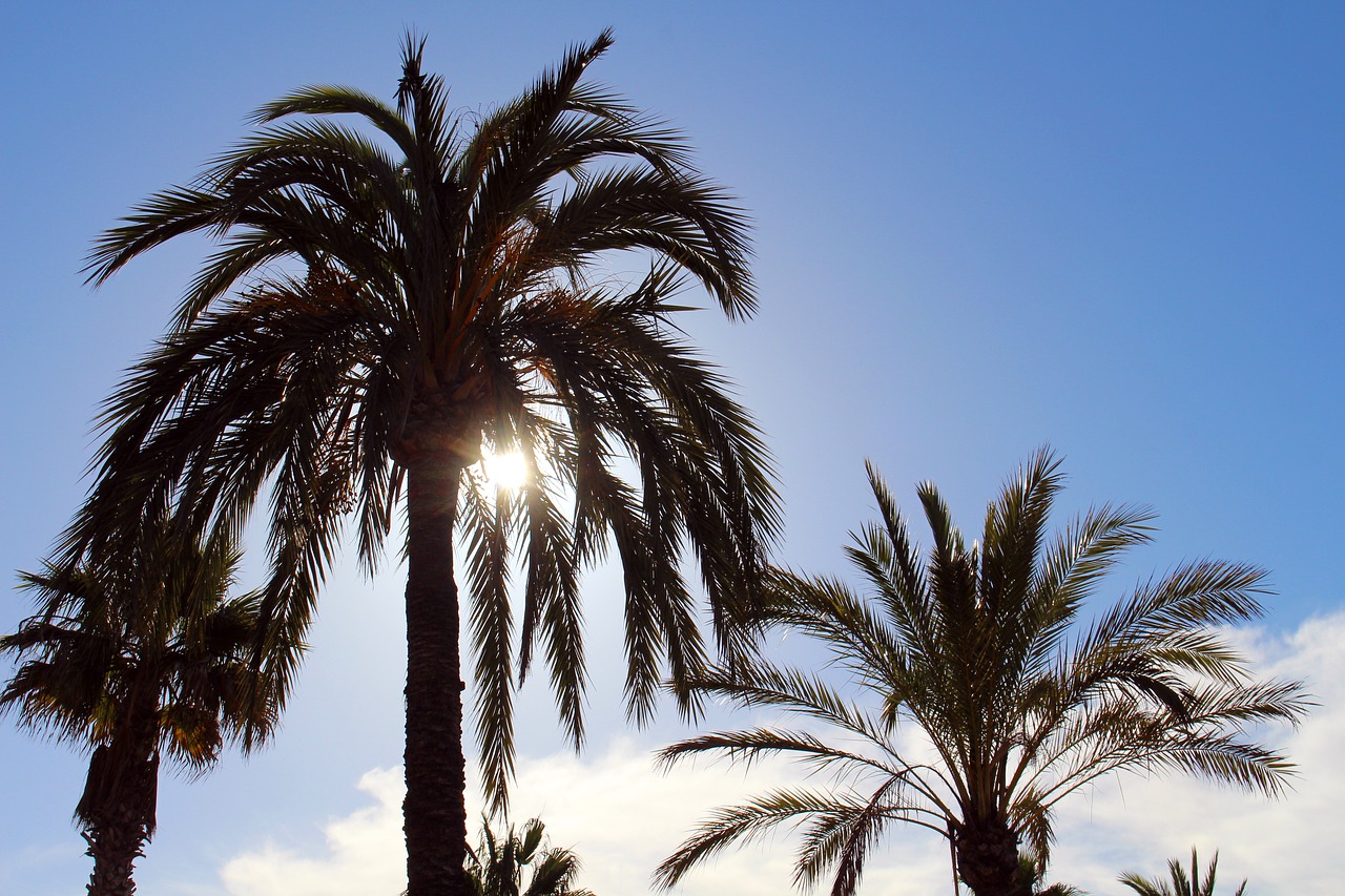 palm trees  sun  sky free photo