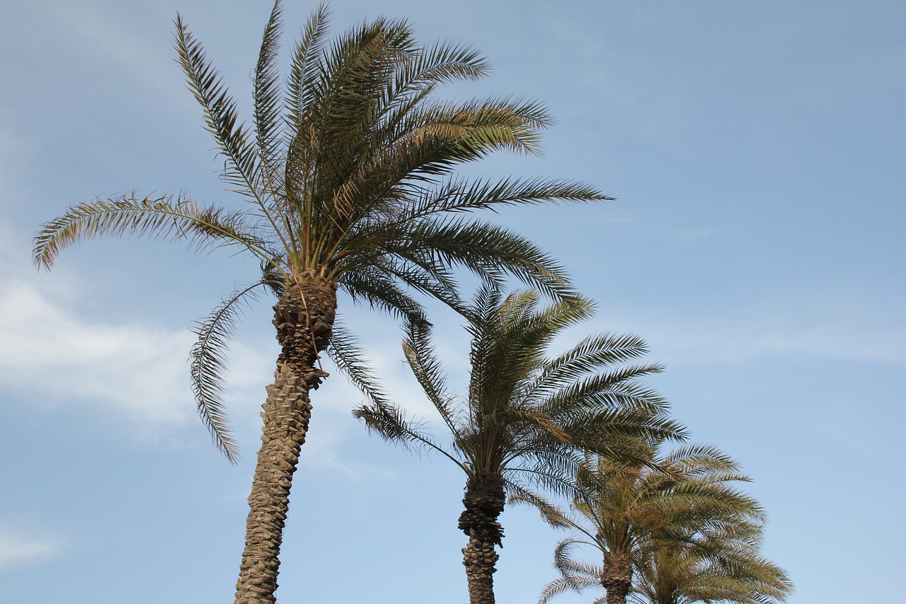 palm trees  sky  holiday free photo