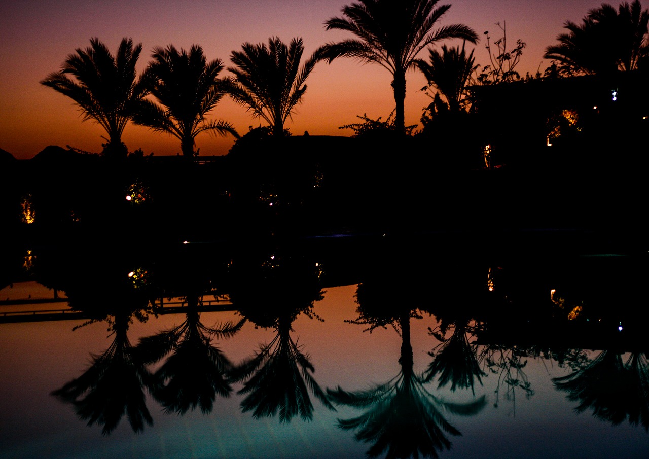 palm trees mirroring pool free photo