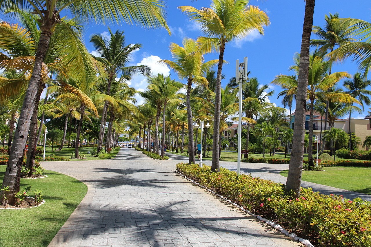 palm trees  sky  summer free photo