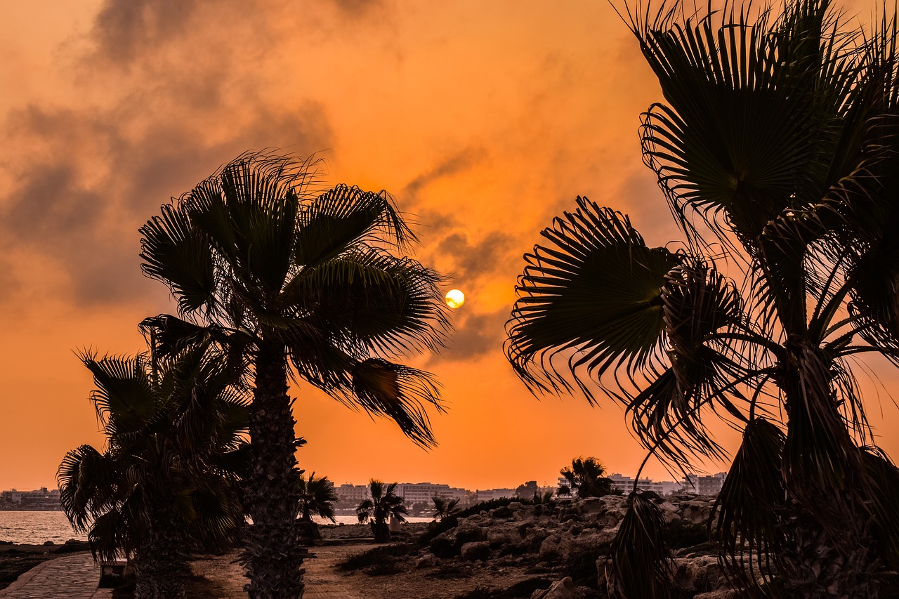 palm trees  sunset  sun free photo