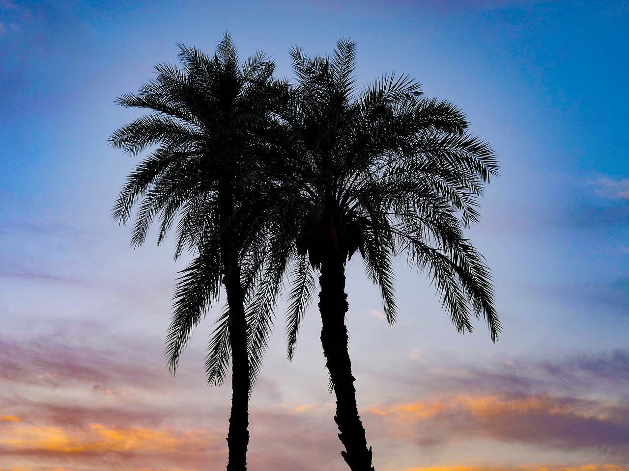 palm trees  backlighting  sunset free photo