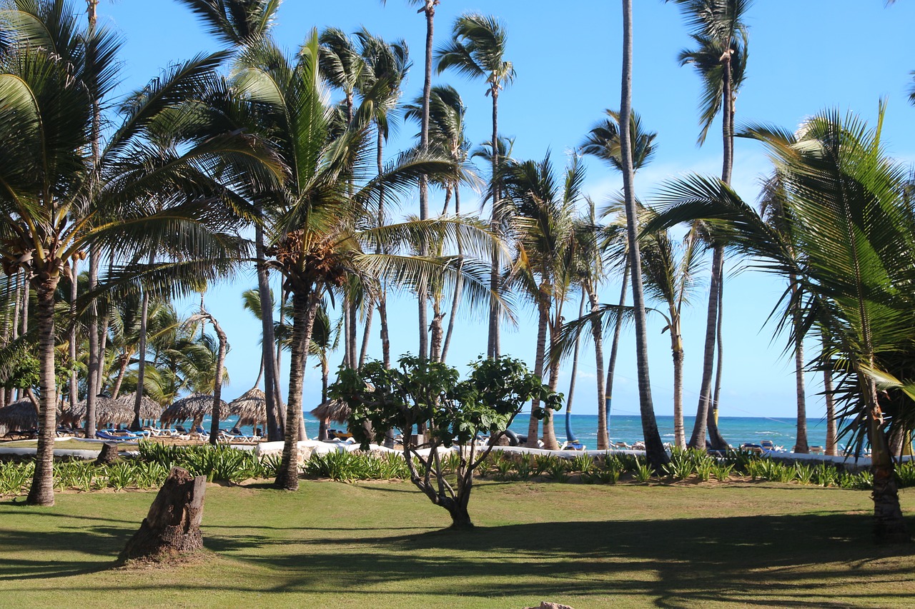 palm trees  sky  sea free photo