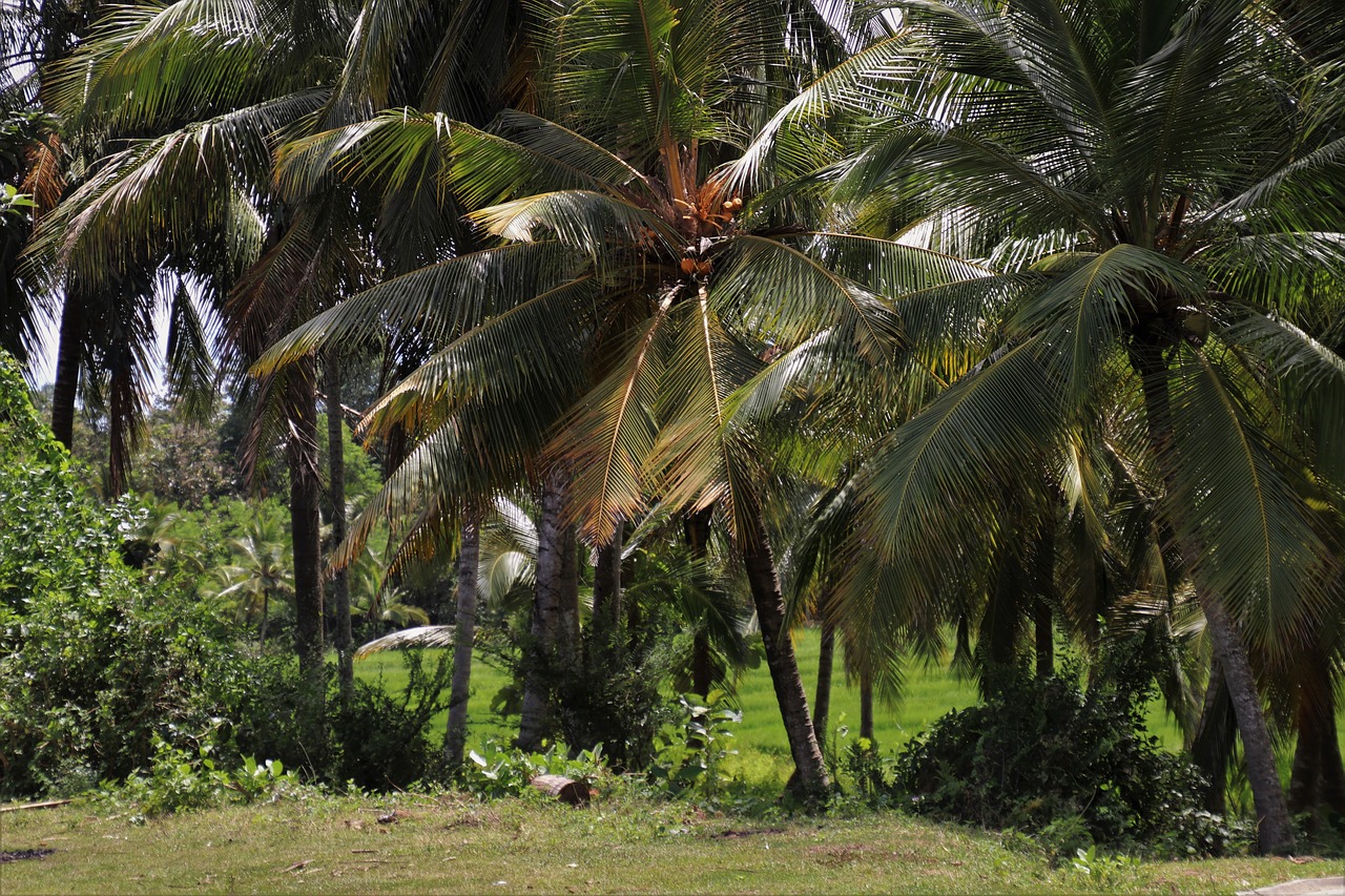 palm trees  tree  exotic free photo