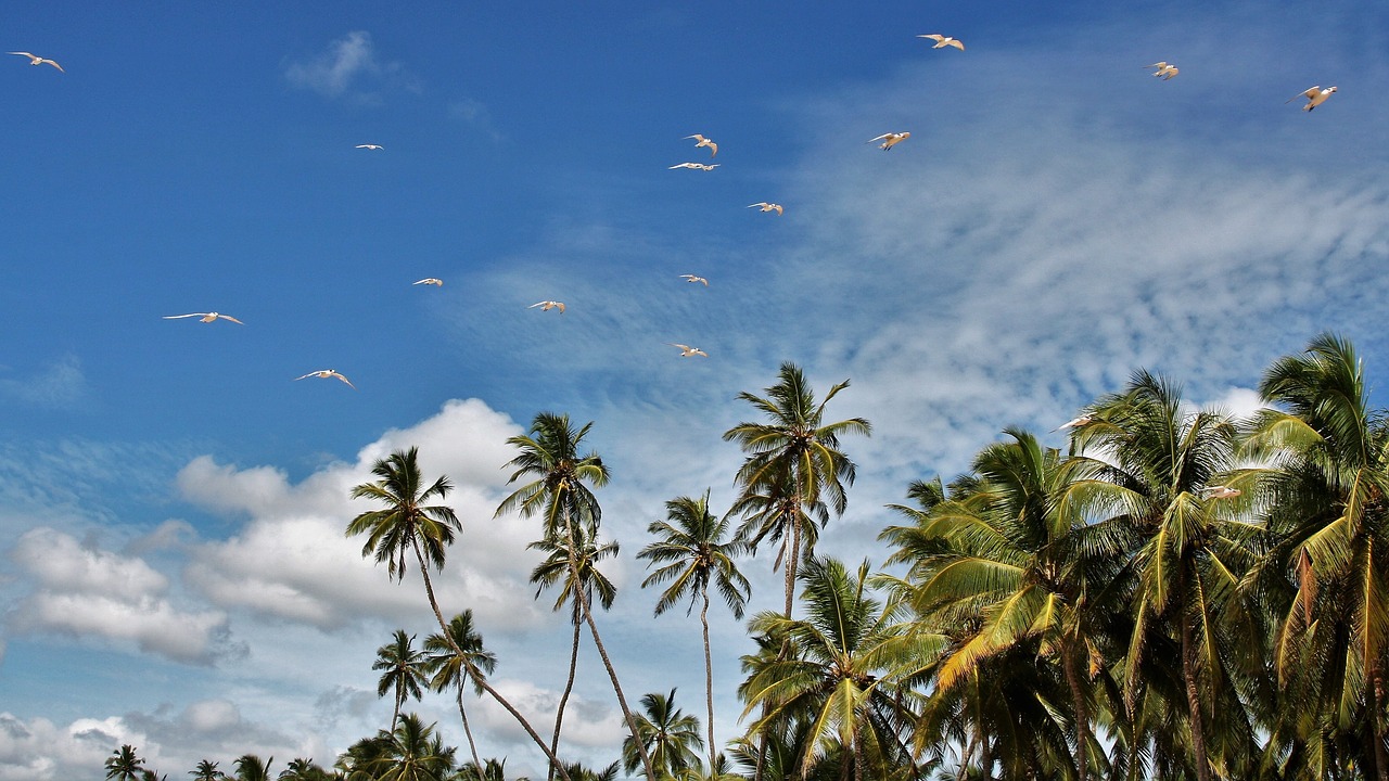 palm trees  exotic  blue sky free photo