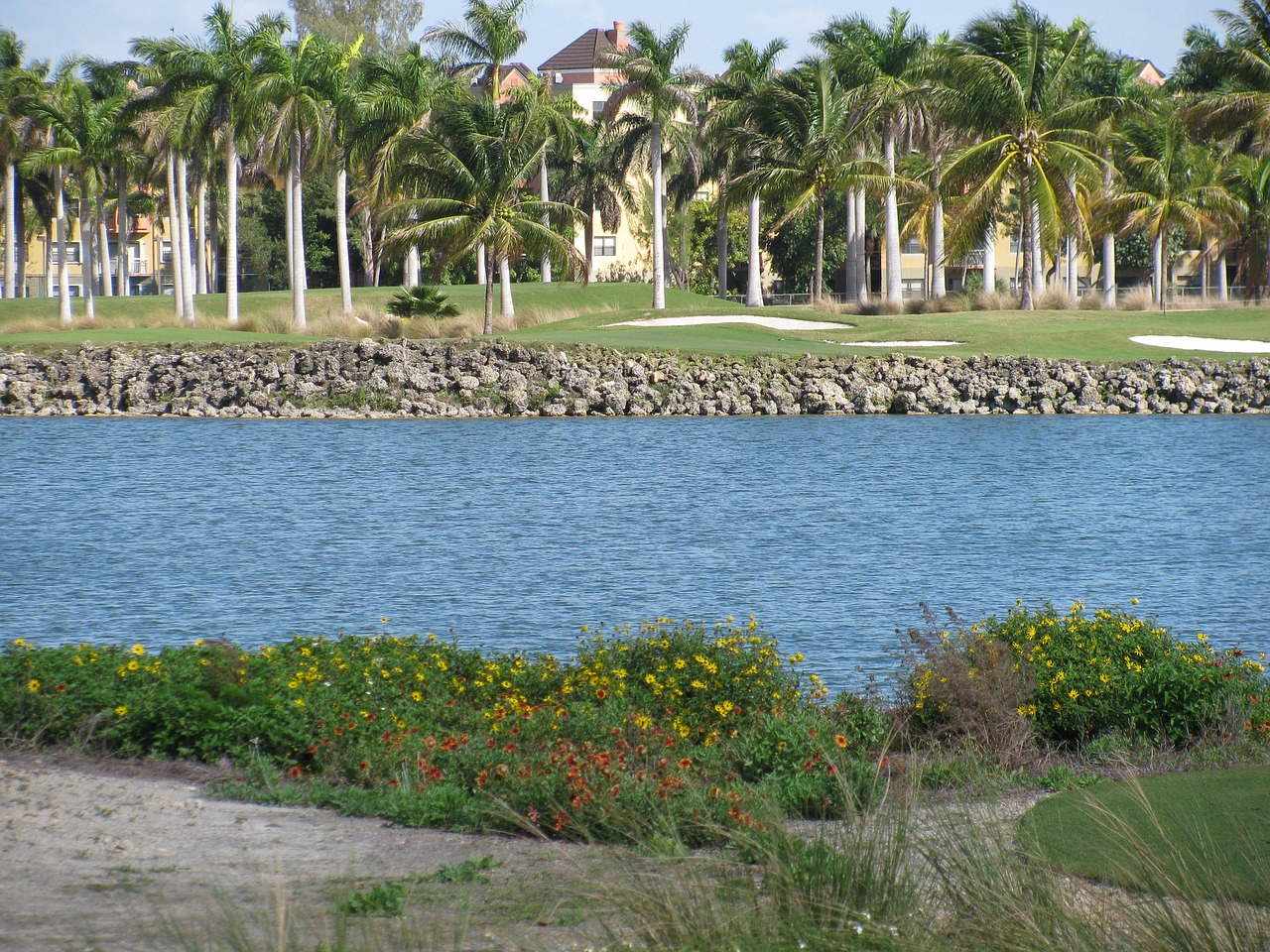 palm trees  water  golf free photo