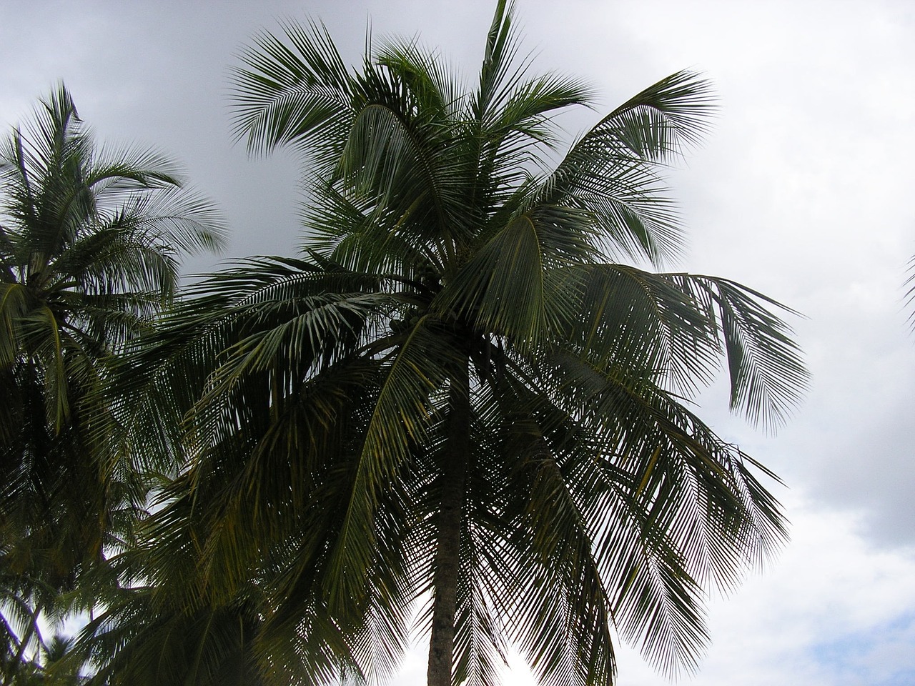 palm trees sky scenery free photo