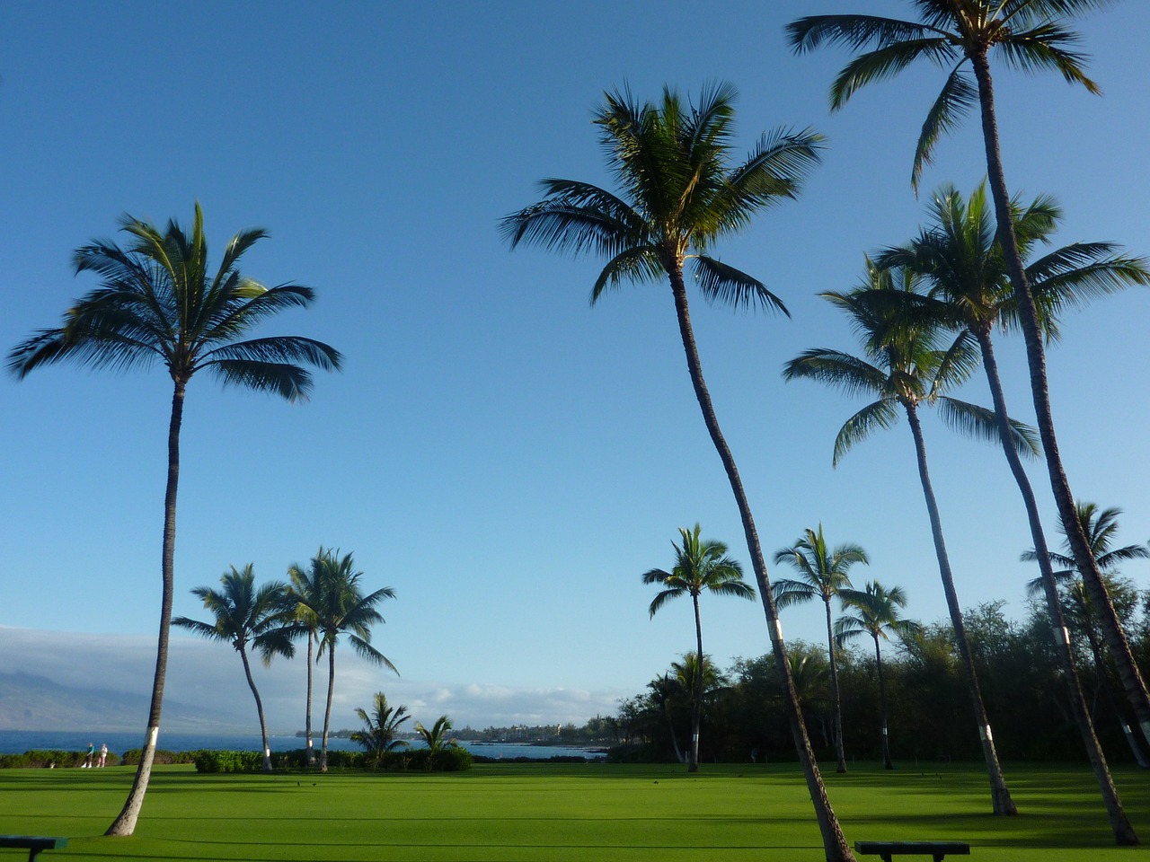 palm trees  maui  hawaii free photo