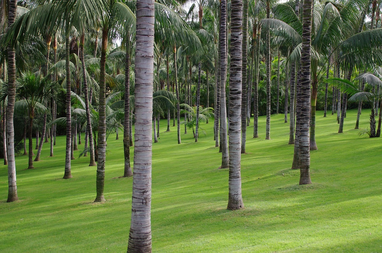 palm trees tropscher forest tropics free photo