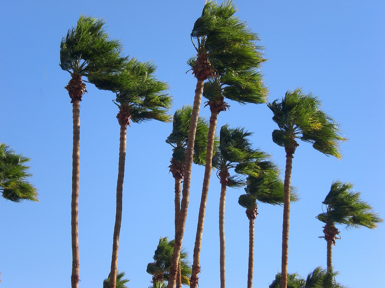 palm trees windy sky free photo