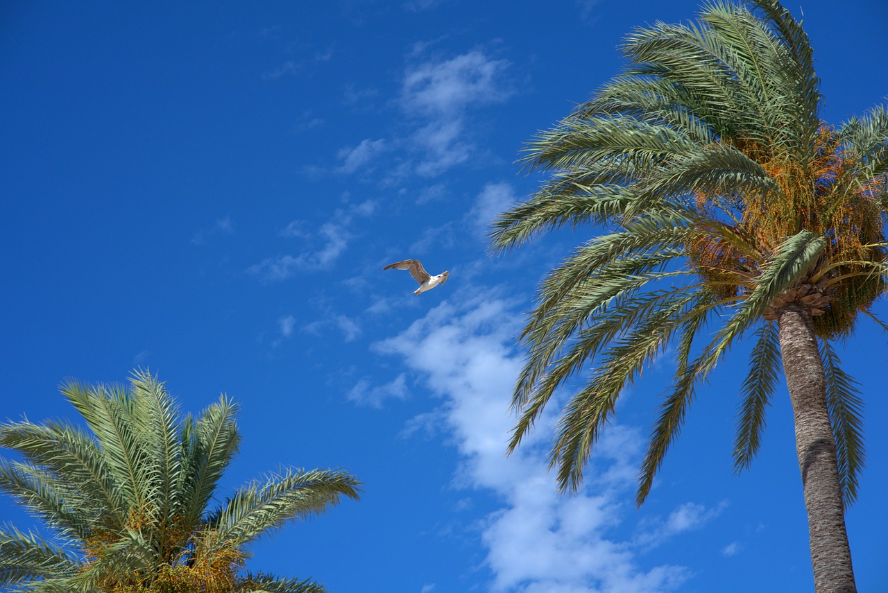 palm trees  wind  sky free photo