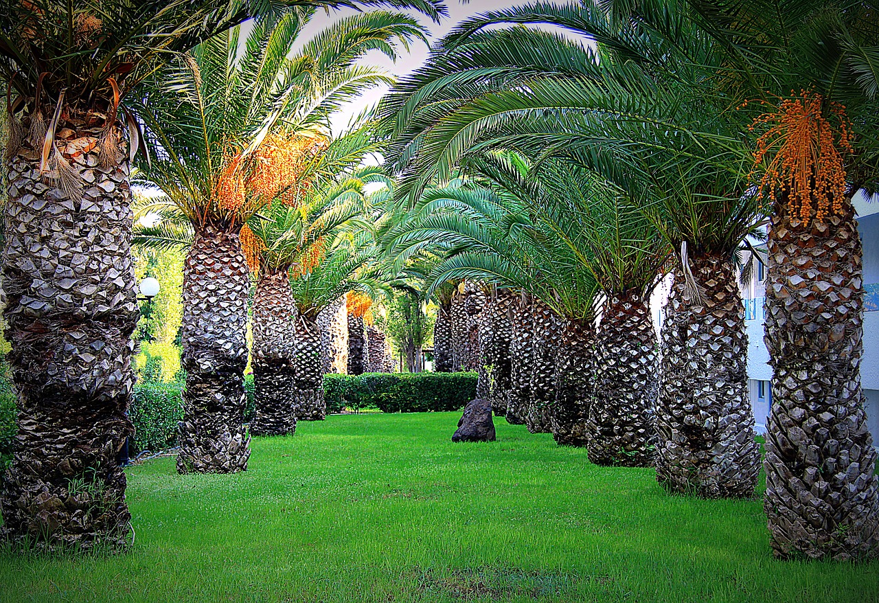 palm trees  tree  summer free photo