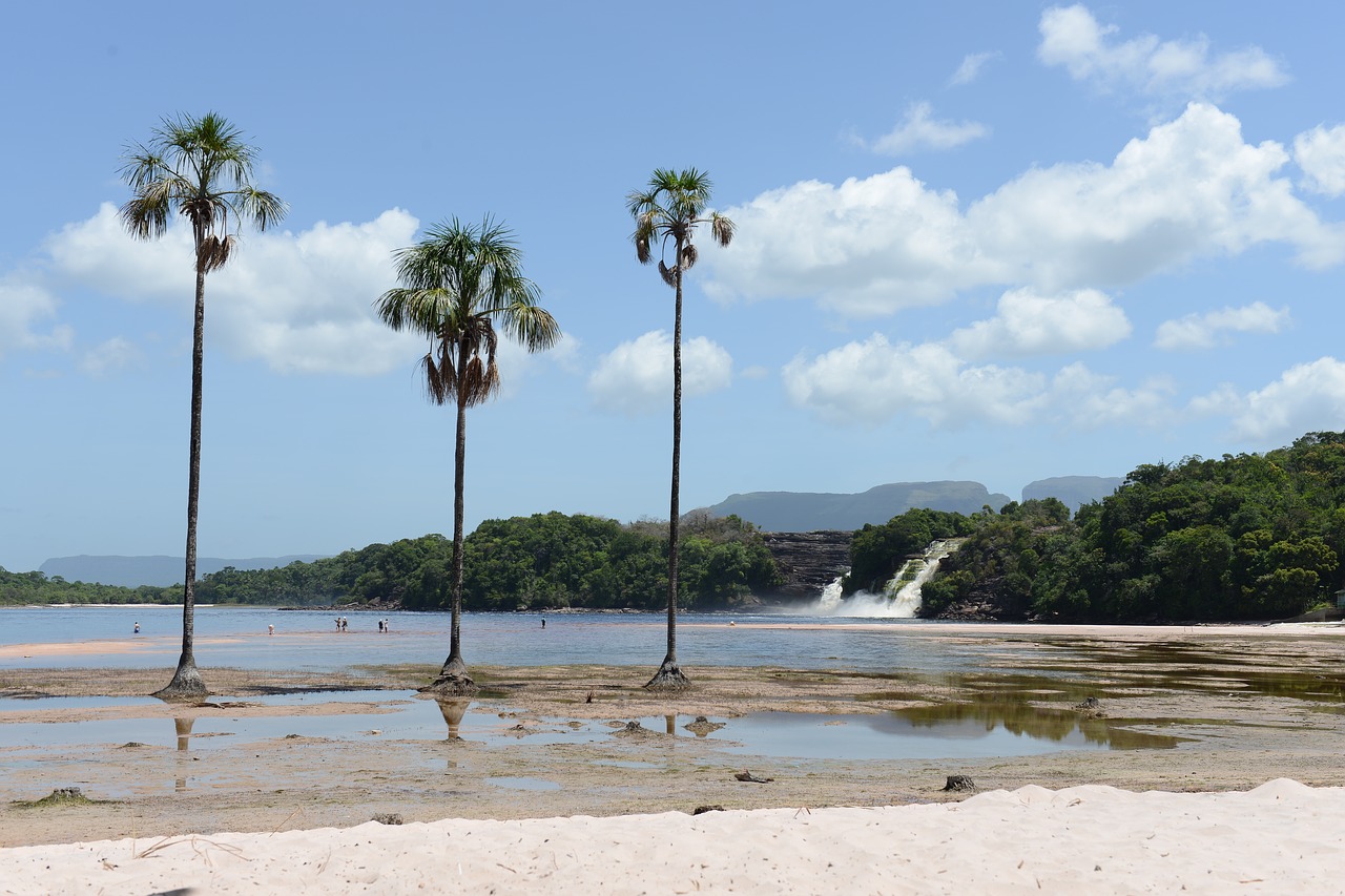 palm trees  beach  lake free photo